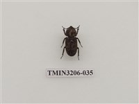 藏品(鏽鍬形蟲)的圖片